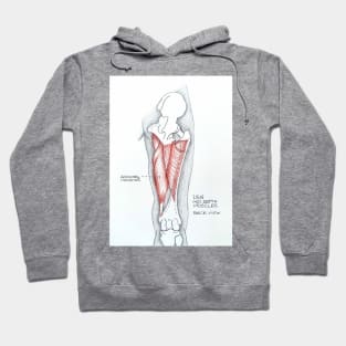 Anatomy. Leg mid depth muscles Hoodie